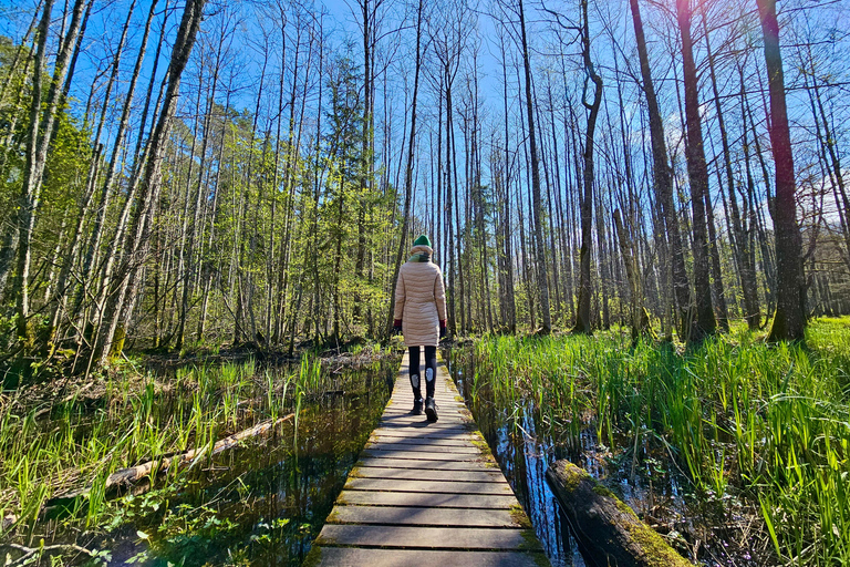 Great Ķemeri Bog & Swamp Forest Hiking Adventure Shared group tour
