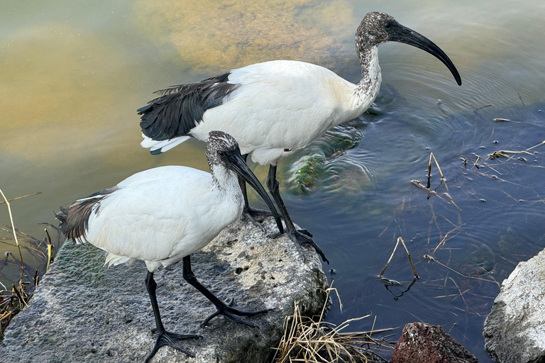 Addis Abeba: 3-tägige Tour zu den Seen des Rift Valley mit Guide