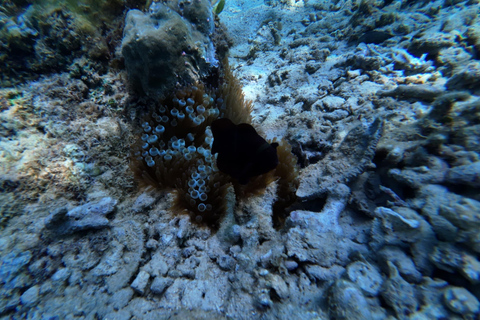 Kota Kinabalu: Catamaran Snorkel & Sailing Tour with Meal Catamaran Afternoon Session