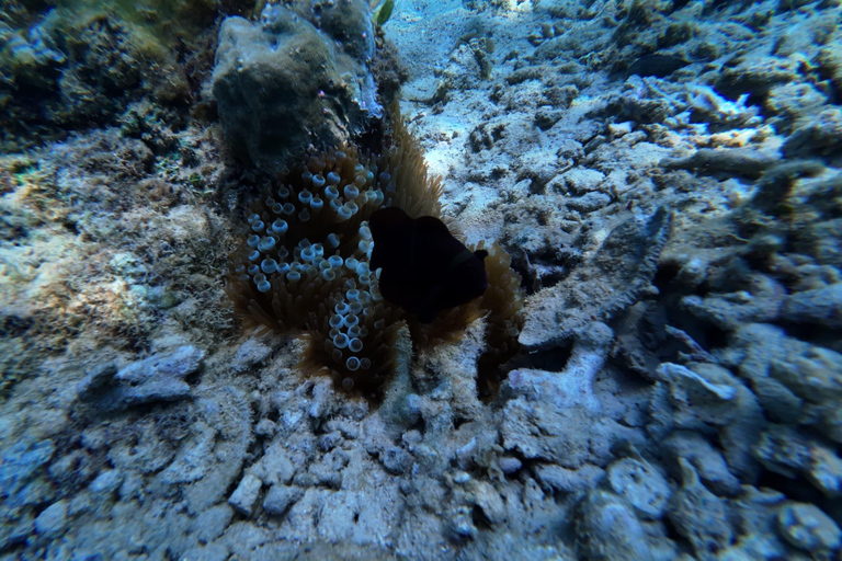 Kota Kinabalu: Catamaran Snorkel & Sailing Tour with Meal Catamaran Afternoon Session