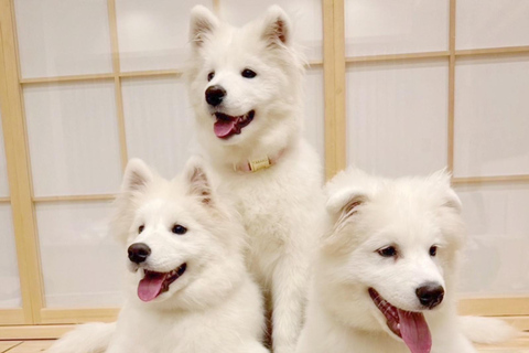 Tokyo Harajuku：30-Minute Samoyed Interaction Experience