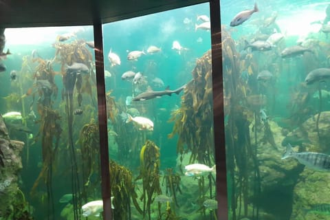 Cape Town: Aquarium, Duck Tour, and Botanical Garden Day
