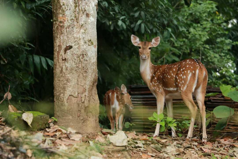 Colombo: Spotted Deer Tour with Meal and Hotel Transfer