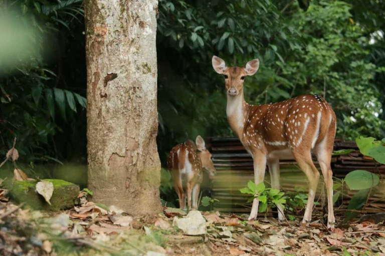 Colombo: Spotted Deer Tour with Meal and Hotel Transfer