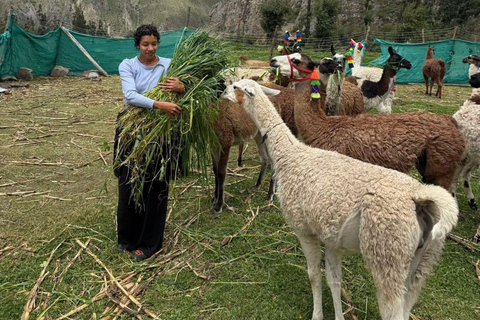 Ollantaytambo: Guided Llama Walk with Farm Visit