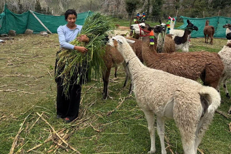 Ollantaytambo: Guided Llama Walk with Farm Visit