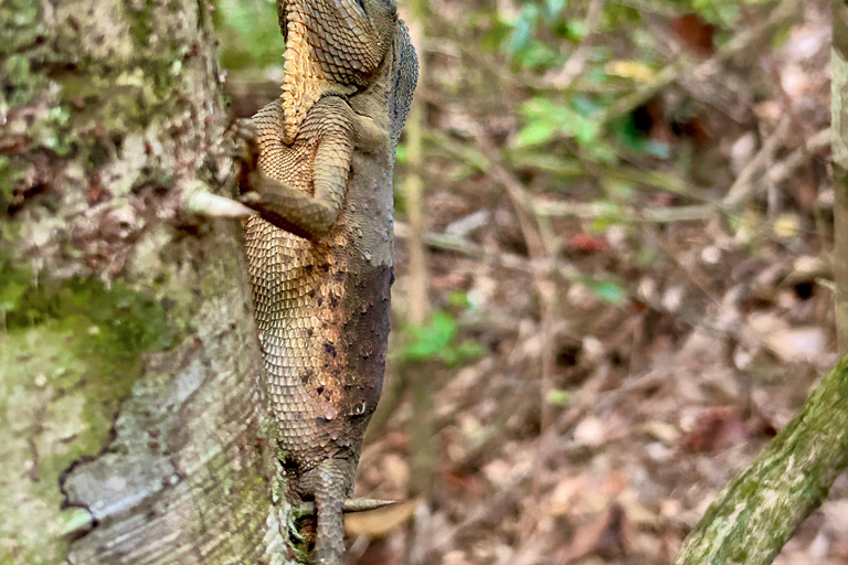 Bentota River Safari with Bazaar from ahungalla