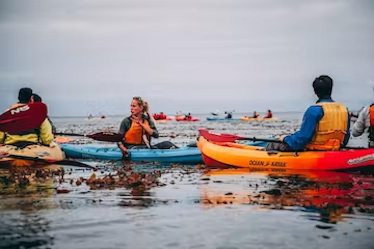 Monterey: Cannery Row Kayak Tour