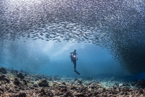 From Sharm: Luxury Diving cruise to Ras Mohammed with Lunch 1 professional dive with pickup and lunch