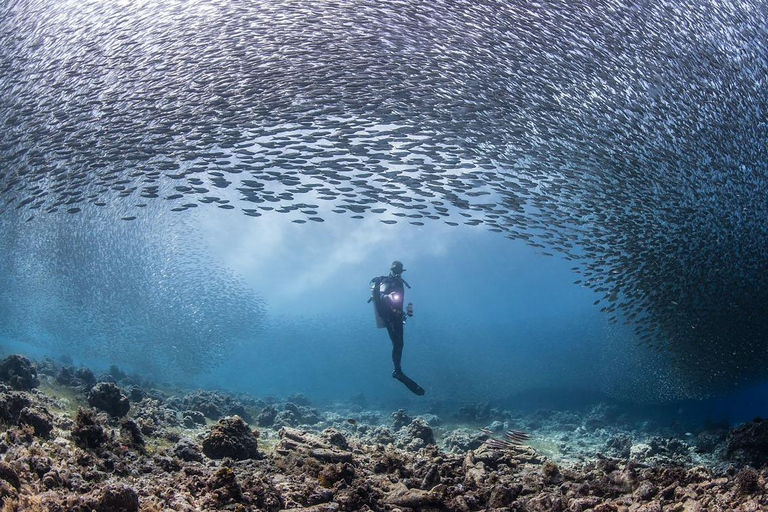 From Sharm: Luxury Diving cruise to Ras Mohammed with Lunch 1 professional dive with pickup and lunch