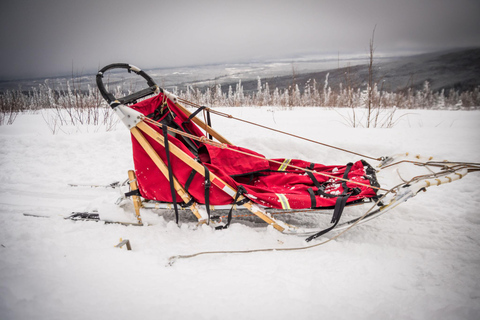 Fairbanks, AK: Dagvullende tour &quot;Rij je eigen hondenteam&quot;.