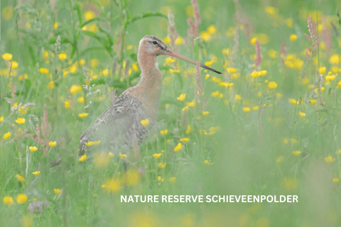 Het Rotterdamse platteland op wielen - fietstocht door de stad