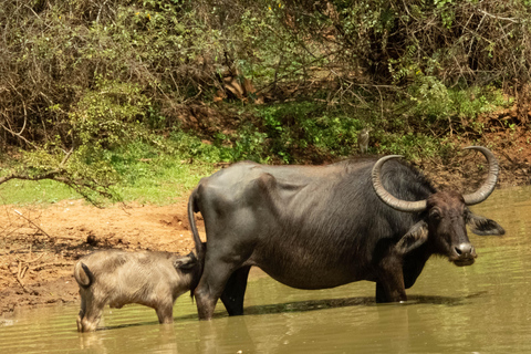 Yala: Expert Naturalist Safari, All-Inclusive & Dining Colombo, Katunayake, Negambo Area