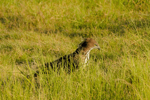 Minneriya: Elefanten-Safari im Nationalpark mit Abholung vom Hotel