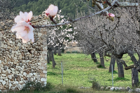 Expérience de la randonnée dans la Sierra de TramuntanaSierra de Tramuntana - randonnée hivernale