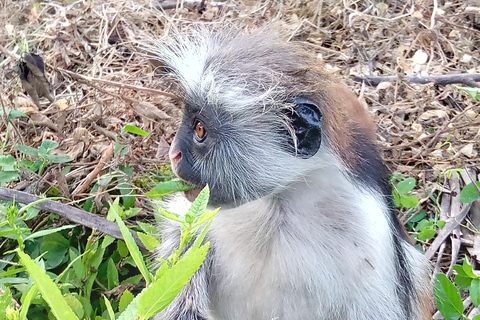 jozani forest tour and jozani reptile park