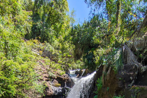 Bird Park & Iguassu Falls Private tour