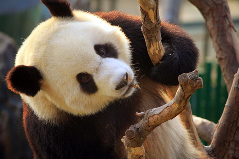 Tour privado a la Casa del Panda con la Gran Muralla o los Sitios de la CiudadOpción 1: Jardín del Panda con la Gran Muralla de Mutianyu