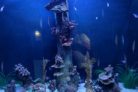 Doha Visit Hamad Port Aquarium- Museum with Private Transfer
