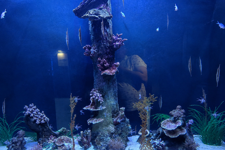 Doha Visit Hamad Port Aquarium- Museum with Private Transfer