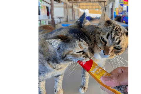 Phuket/Khao Lak: James Bond & Khai Island Tours wt Sea Canoe Khao Lak: James Bond & Khai Island with Sea Canoe