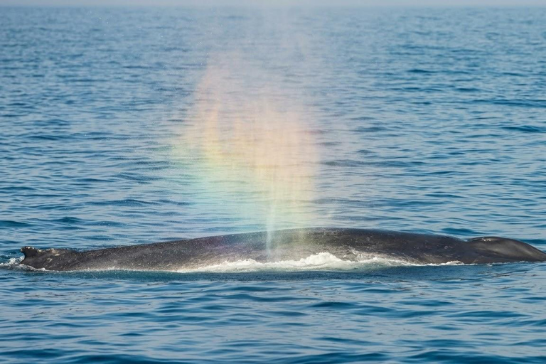 Tangalle: Mirissa Whale Watching & Dondra Lighthouse Tour