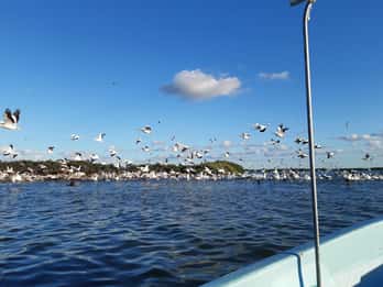 Rio Lagartos y San Felipe: Isla Cerritos, tour de aventura y cultura maya.