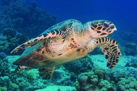 4 Hour Snorkeling & Diving Trip With Private Beach Access 1 Dive for Certified Divers