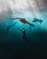 Nusa Penida Land Tour & Snorkeling With Manta Ray - Housity