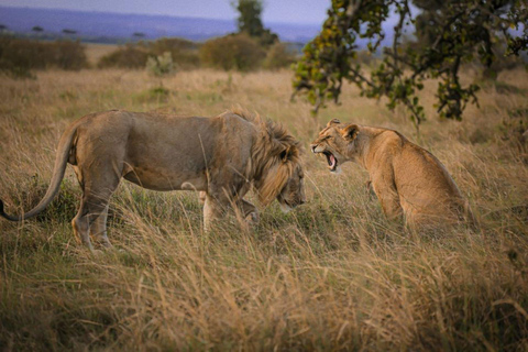 Johannesburg: Lion Park Safari Tour, ophaalservice vanaf je hotel