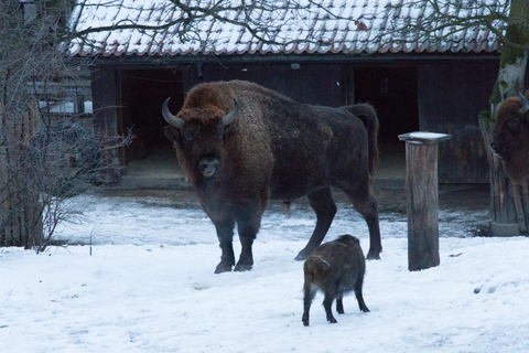 Skansen Stockholm Fast-Track biljetter, privat tur3 timmar: Skansen rundtur