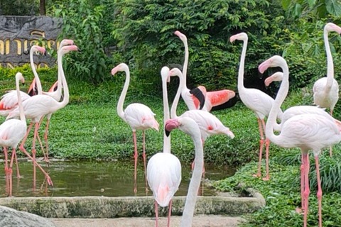 Bangkok: Privater Khao Kaew Open Zoo Transfer