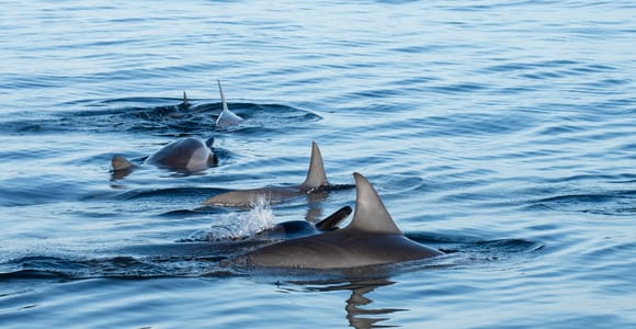 Flic en Flac: Private Sunrise Dolphin Watching Boat Tour