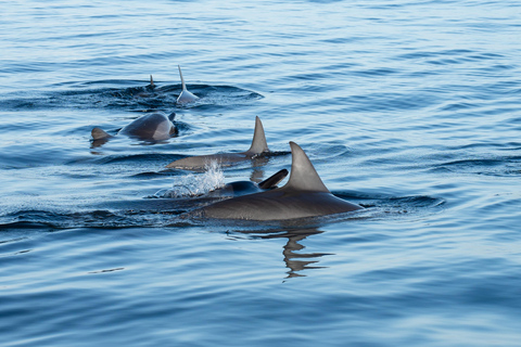 Flic en Flac: Private Sunrise Dolphin Watching Boat Tour