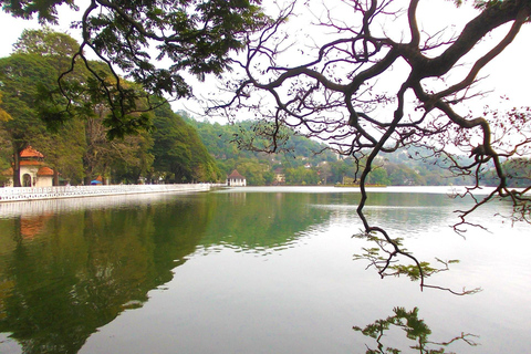 Kandy: Private Tuk-Tuk Tour with Tea Tasting & Hotel Pickup