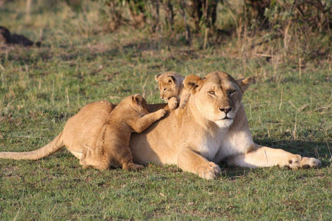 Masai Mara dagexcursie en Masai dorpsbezoeken