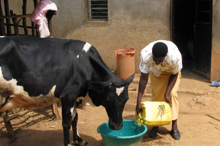 基加利：牛奶吧、村庄和观景台之旅基加利：牛奶吧、村庄和观景点之旅