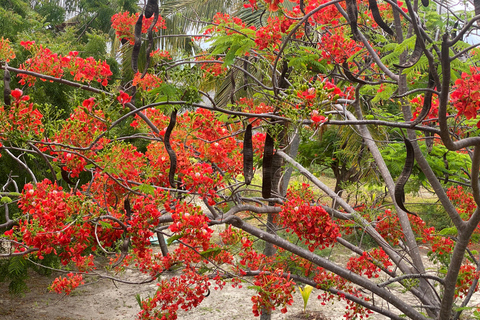 Sansibar : Gewürzfarm &amp; Rundgang in Stone Town