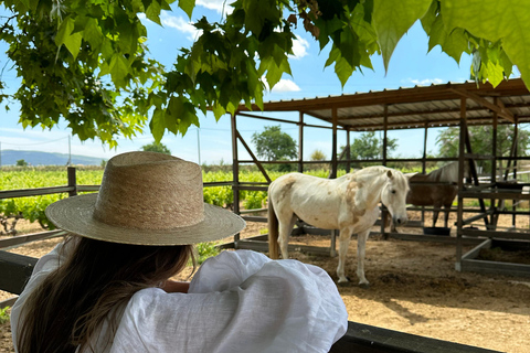 Ibiza: Photoshoot with Majestic Horses