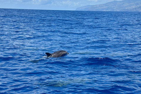 Funchal : Garantie d&#039;observation des dauphins sauvages et des baleines en bateau pneumatiqueExclusif : Voyage privé