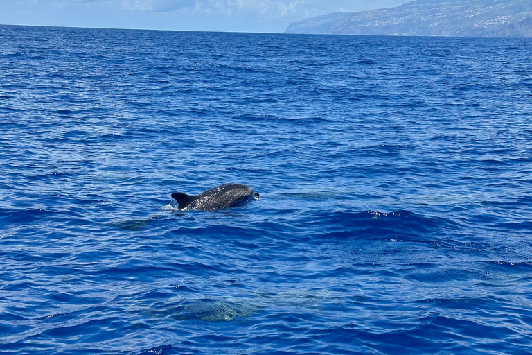 Funchal: Garantia de observação de golfinhos selvagens e baleias em um barcoOpção de item extra Nadar com golfinhos