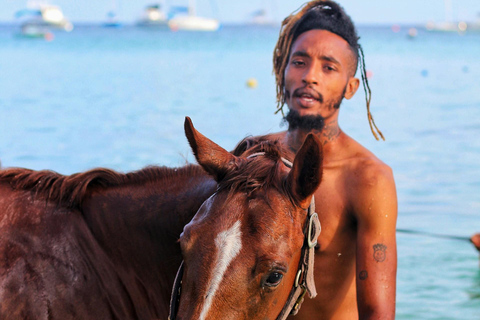 Barbados: Beach Horse Ride + Swimming + Picnic or Rum Tour Horse Ride with Rum Distillery Tour
