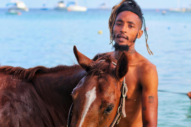 Barbados: Beach Horse Ride + Swimming + Picnic or Rum Tour Horse Ride with Rum Distillery Tour