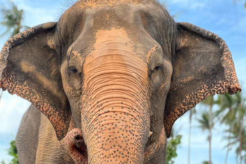 Koh Samui: Ethical Elephant Home Guided Tour with Transfers