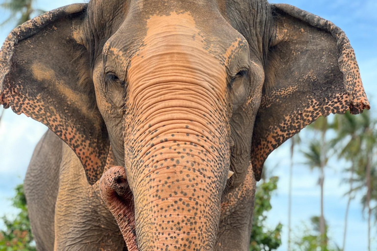 Koh Samui: Ethical Elephant Home Guided Tour with Transfers