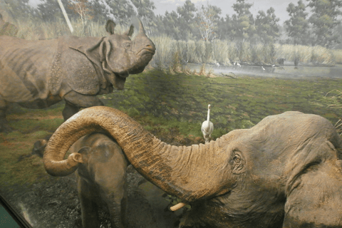 Milan: Natural History Museum Entry Ticket & Audio Guide