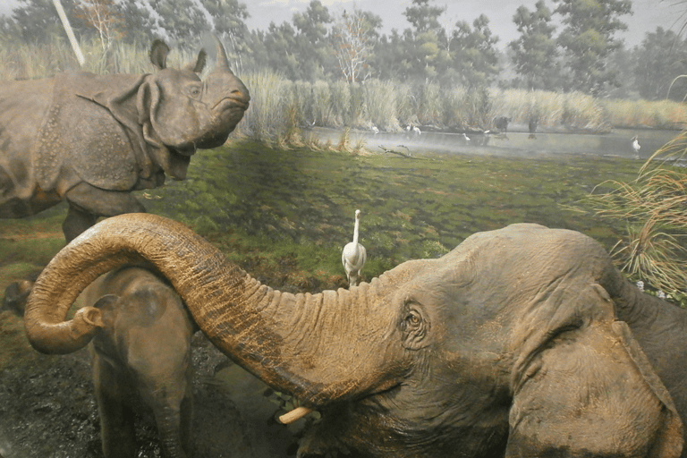 Milan: Natural History Museum Entry Ticket & Audio Guide