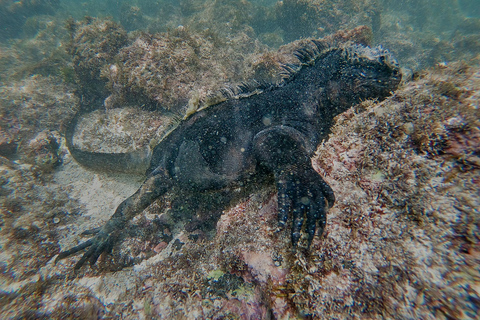 San Cristobal: Highlands, Beach, and Snorkeling Tour