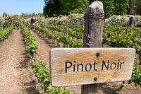 Desde Santiago, Concha y Toro Half Day Winery Tasting Tour - Housity