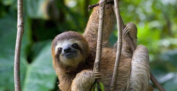 Manuel Antonio: Nature & Wildlife Tour with Local Expert